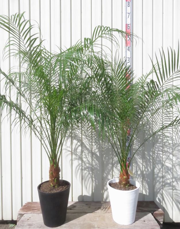 【選べる鉢色】フェニックス ロベレニー 8号セラアート鉢植え 苗木