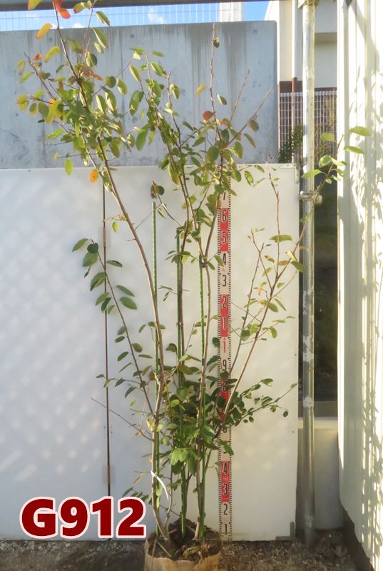 ڸʡۥ塼٥꡼ӥҥ(ԥ)ڡΩ2mG912