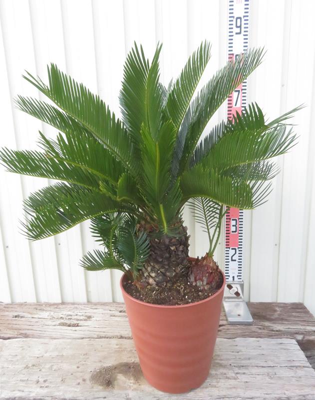 【現品発送】ソテツ（蘇鉄)　苗木　8号フレグラー鉢植え【AK】191