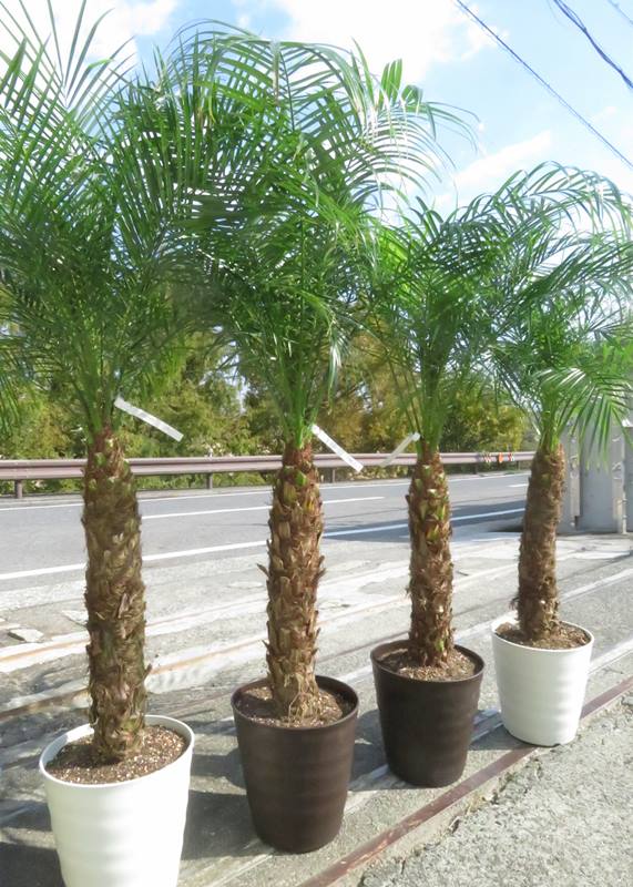 【選べる現品発送】フェニックス ロベレニー 9号フレグラー鉢植え 苗木【F】