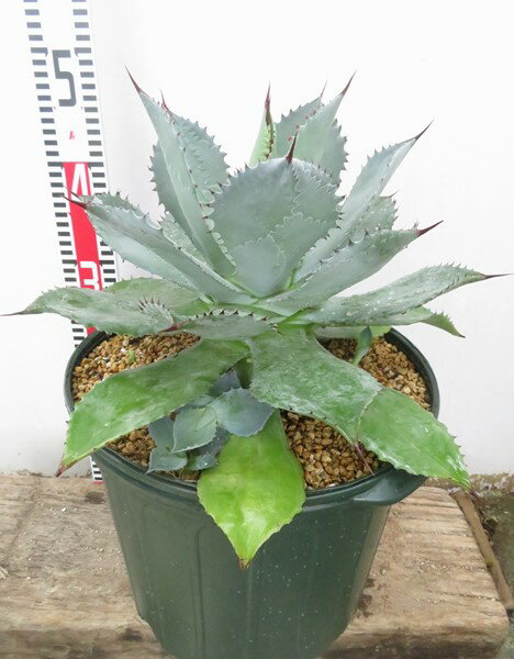 楽天市場】アガベ(サイズ(植木鉢)10 ~ 12号)(花・観葉植物 楽天市場】アガベ(サイズ(植木鉢)10 ~ 12号)(花・観葉植物