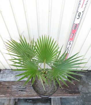 【現品発送】ワシントンヤシ(ワシントニア) 10号セラアート鉢植え WA002