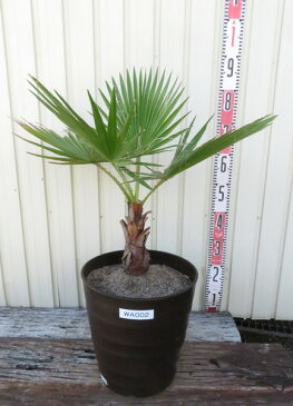 【現品発送】ワシントンヤシ(ワシントニア) 10号セラアート鉢植え WA002