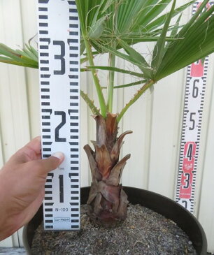 【現品発送】ワシントンヤシ(ワシントニア) 10号セラアート鉢植え WA002