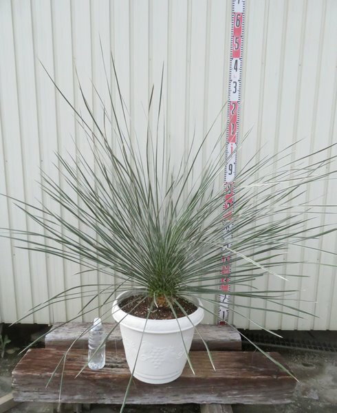 【現品発送】ユッカ　エラータ　大株　12号鉢植え