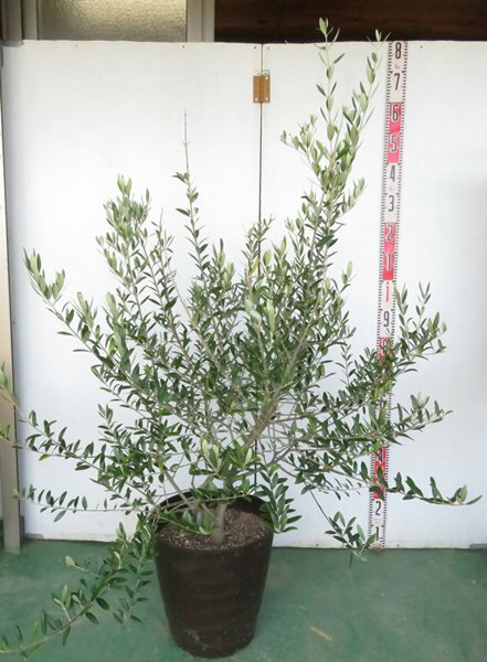 【現品発送】オリーブの木 レッチーノ　大株　苗木　12号フレグラー鉢植え　01のサムネイル
