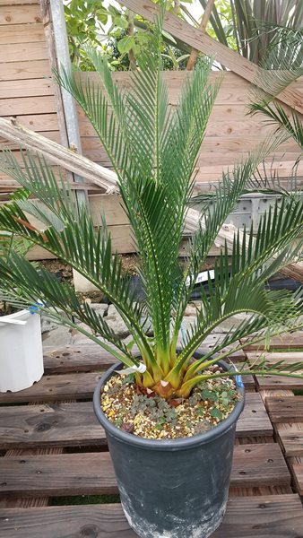 楽天市場】ザミア 観葉植物(サイズ(植木鉢)7 ~ 9号)(花 楽天市場】ザミア 観葉植物(サイズ(植木鉢)7 ~ 9号)(花