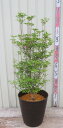 ドウダンツツジ　10号フレグラー鉢植え　苗木《花、紅葉が美し