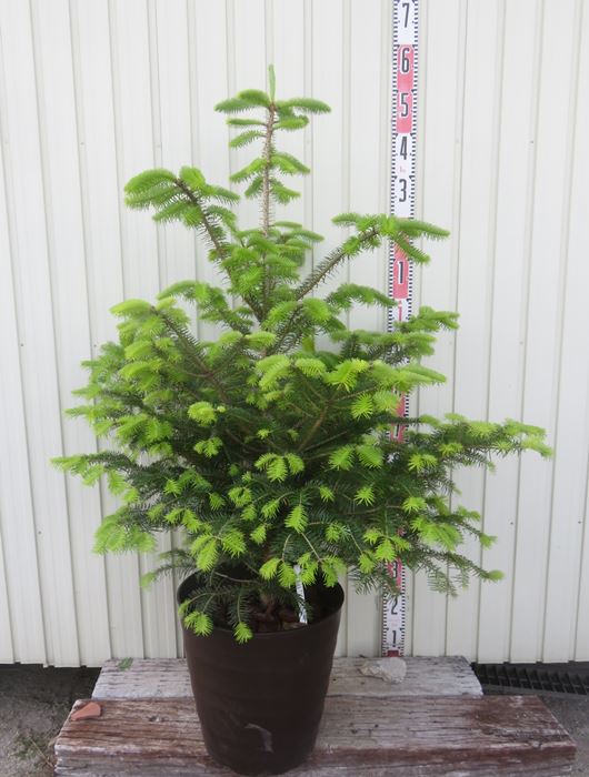 【現品】モミの木（モミノキ）フレグラーポット　12号フレグラー鉢植え　06　苗木