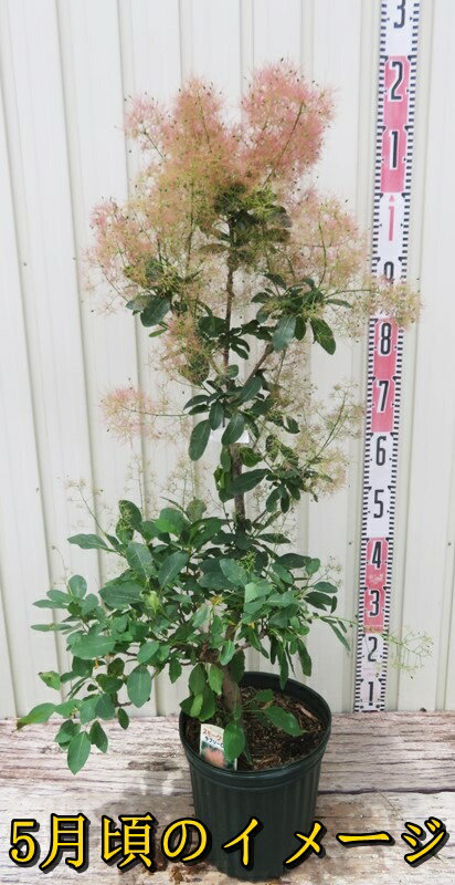 【選べる現品】スモークツリー　ラブリーローズ　苗木　7号のサムネイル