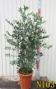 【選べる現品】ナギノキ(梛の木)苗木 株立ち 10号鉢植え