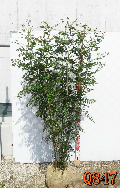 楽天市場】常緑樹 庭木 寒冷地の通販 楽天市場】常緑樹 庭木 寒冷地の通販