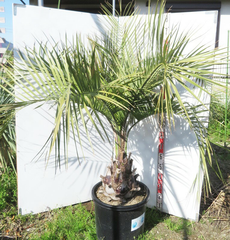 楽天市場】ココスヤシ(観葉植物|花・観葉植物):花・ガーデン 楽天市場】ココスヤシ(観葉植物|花・観葉植物):花・ガーデン