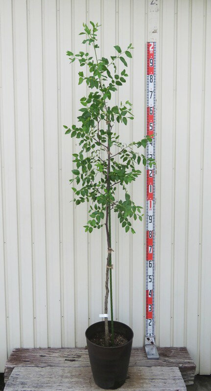 なつめ苗木9号フレグラー鉢植えP634