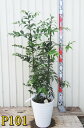【選べる現品】ナギノキ(梛の木)苗木 2本立ち 8号セラアート鉢植え