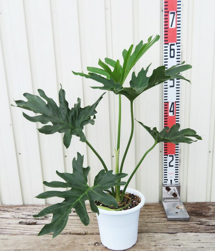 フィロデン　セロウム　5号鉢植え(h32)