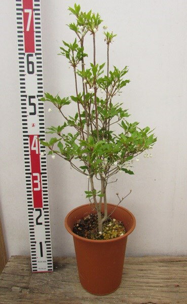 ドウダンツツジ　苗木 　6号鉢植え 《花、紅葉が美しい庭木、鉢植えなどに》(y11)のサムネイル