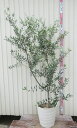 【現品発送】オリーブの木　ヘレナ　苗木　12号フレグラー鉢植え　42504