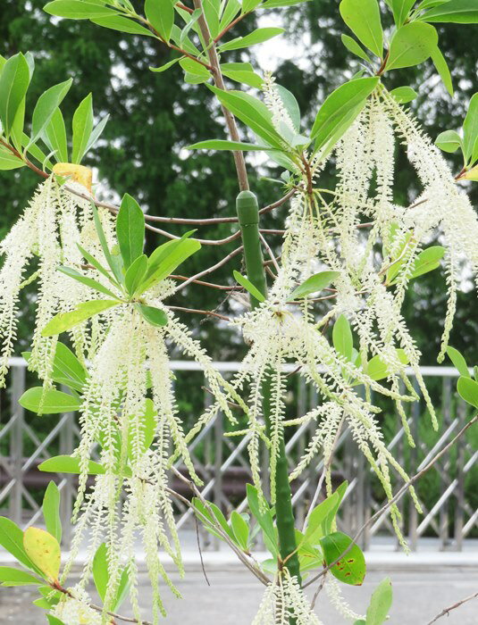 【選べる現品発送】キリラ ラセミフローラ(ナイアガラツリー)苗木 樹高1.5m~