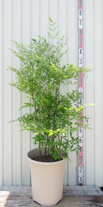 白南天（シロナンテン）苗木　12号鉢植え