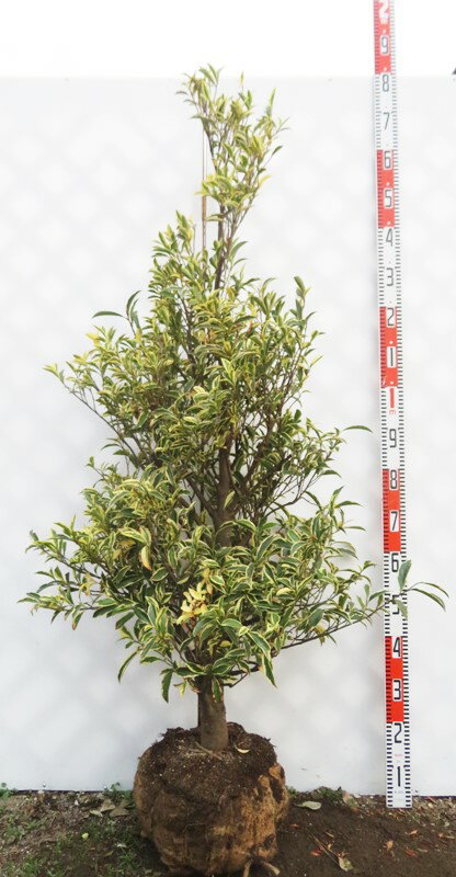 【現品発送】斑入り榊（フイリサカキ）苗木　樹高1.4m　112211