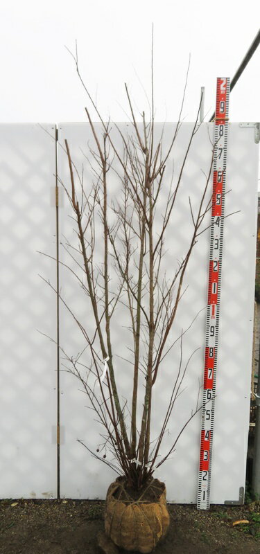 サルスベリ　ブラックリーフダイヤモンド　レッドホット(赤) 　112678　特大サイズ　株立ち　樹高1.6m