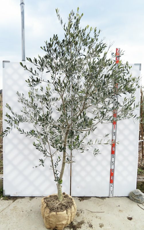 【現品発送】オリーブの木　ミッション　特大　苗木　樹高1.8m　M1040