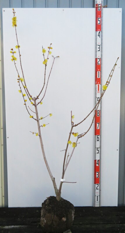 【現品発送】マンゲツロウバイ 満月蝋梅 苗木 樹高1.2m F112