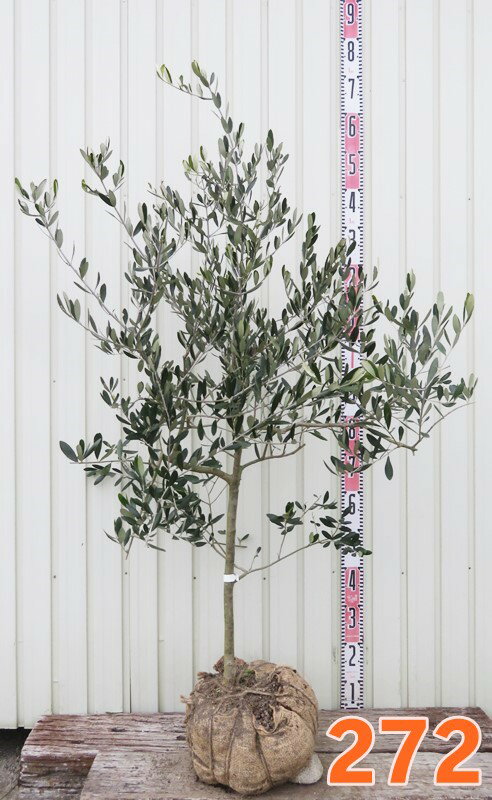 【選べる現品発送】オリーブの木　ベルダーレ　苗木　樹高1.1m～【J】 3