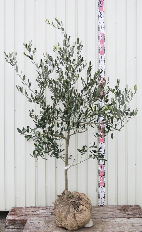 【選べる現品発送】オリーブの木　ベルダーレ　苗木　樹高1.1m～【J】 1