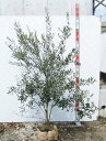 オリーブ 【現品発送】オリーブの木　アスコラーナ　苗木　樹高1.5m　G654