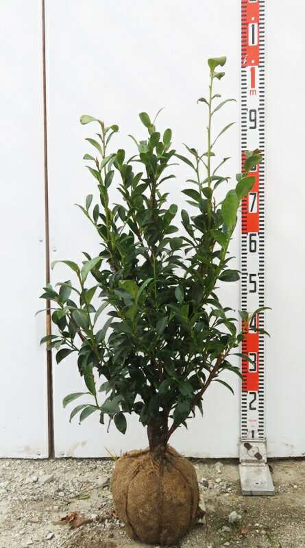 榊（サカキ）　苗木　樹高70cm