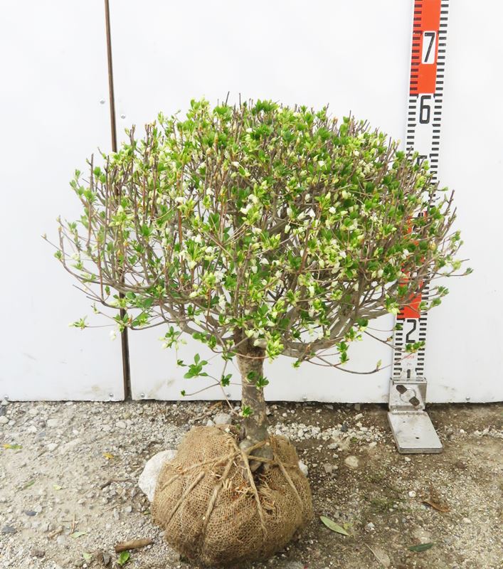 ドウダンツツジ玉仕立て Φ40cm《花、紅葉が美しい庭木　苗木》