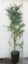 ミモザアカシア　12号鉢植え(ダークブラウン)　苗木