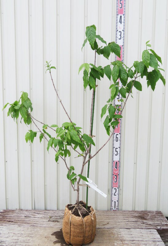 【現品発送】マンゲツロウバイ 満月蝋梅 苗木 樹高90cm G732