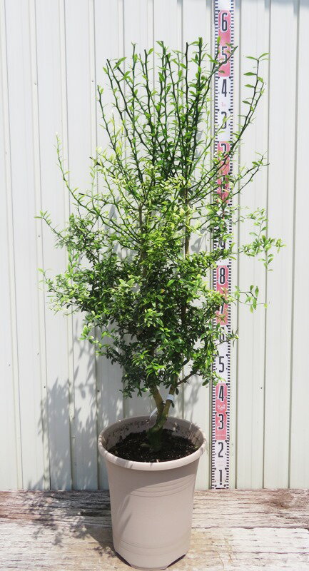 楽天市場】ハーブ 苗 ミント(植木|ガーデニング・農業):花 楽天市場】ハーブ 苗 ミント(植木|ガーデニング・農業):花