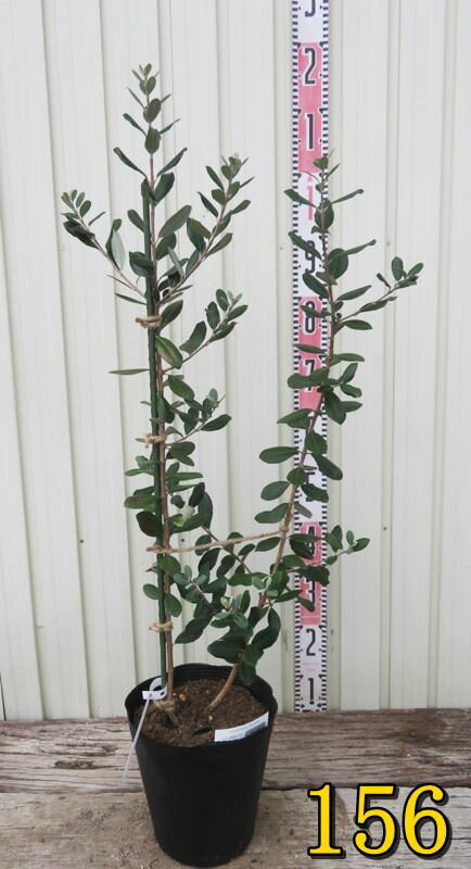 楽天市場】フェイジョア アポロ(植木|ガーデニング・農業 楽天市場】フェイジョア アポロ(植木|ガーデニング・農業