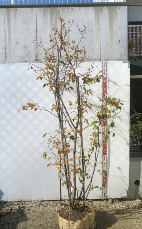 ڸȯۥ塼٥꡼ޥ륭ڡ1.9mG309