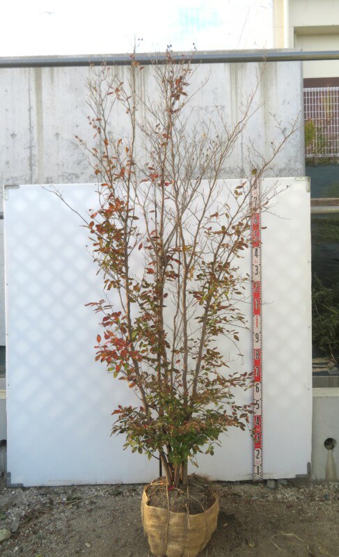 【現品】姫シャラの木(ヒメシャラノキ)　樹高約2m　特大　株立ち　苗木　110608