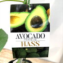 アボカド 「ハス HASS」5号接木苗【開花タイプ:A】