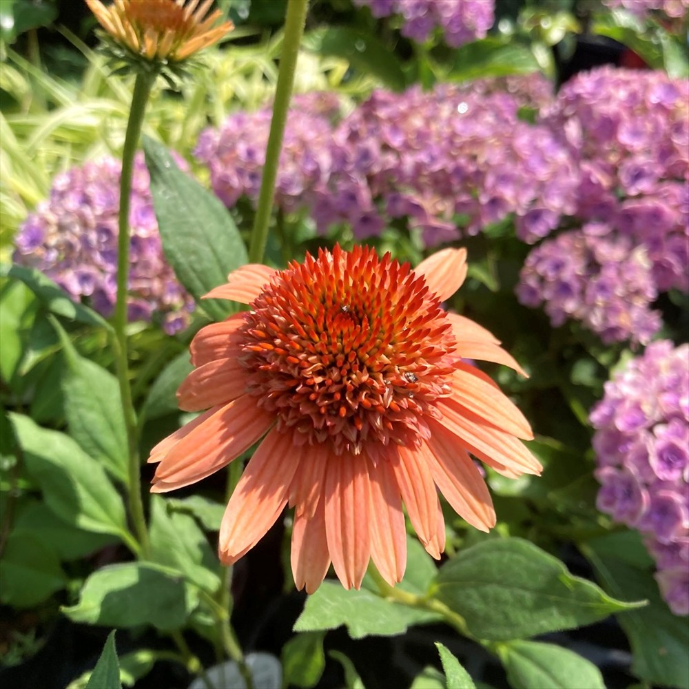 八重咲きエキナセア　カンタロープ　3.5号苗のサムネイル