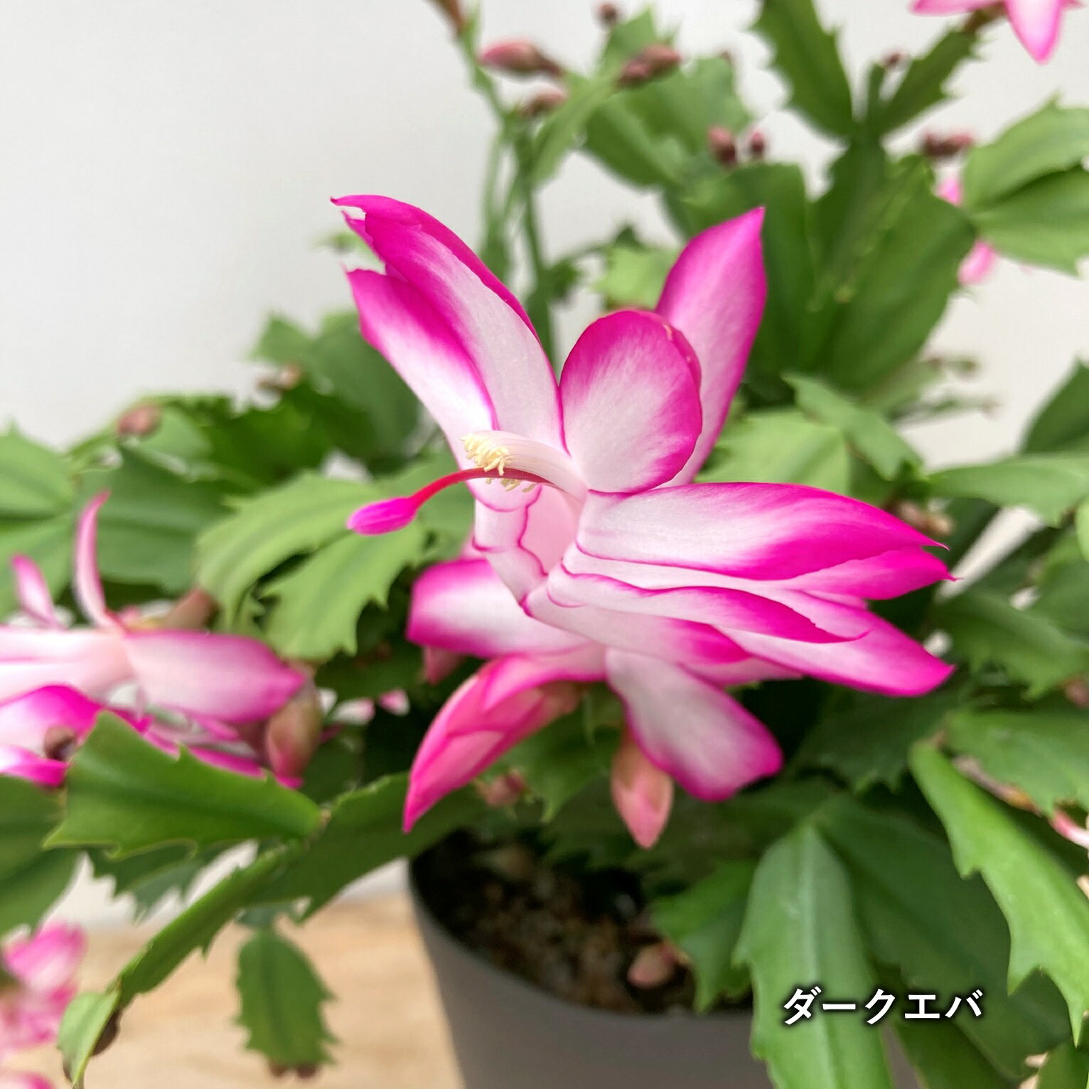 シャコバサボテン（蝦蛄葉サボテン）「ダークエバ」　5号鉢植え（h20）のサムネイル