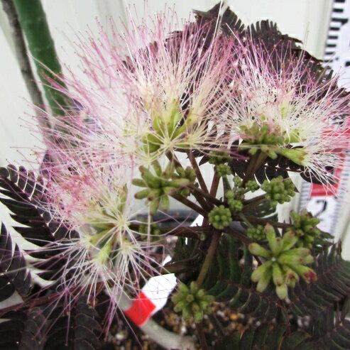 【樹形が選べる現品販売】枝垂れネムノキ 「チョコレートファウンテン」 5.5号鉢植え シダレネムノキ