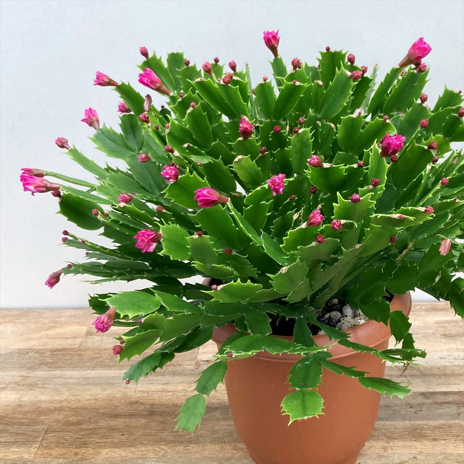 【6色から選ぶ】シャコバサボテン　コンペイトウシリーズ　6号鉢植えのサムネイル