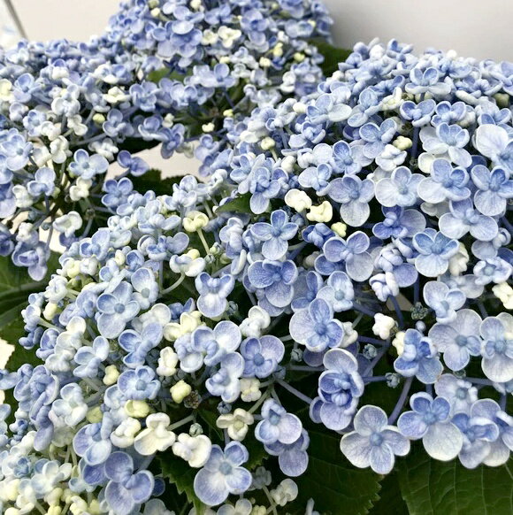 【屋外管理苗】アジサイ紫陽花「オ