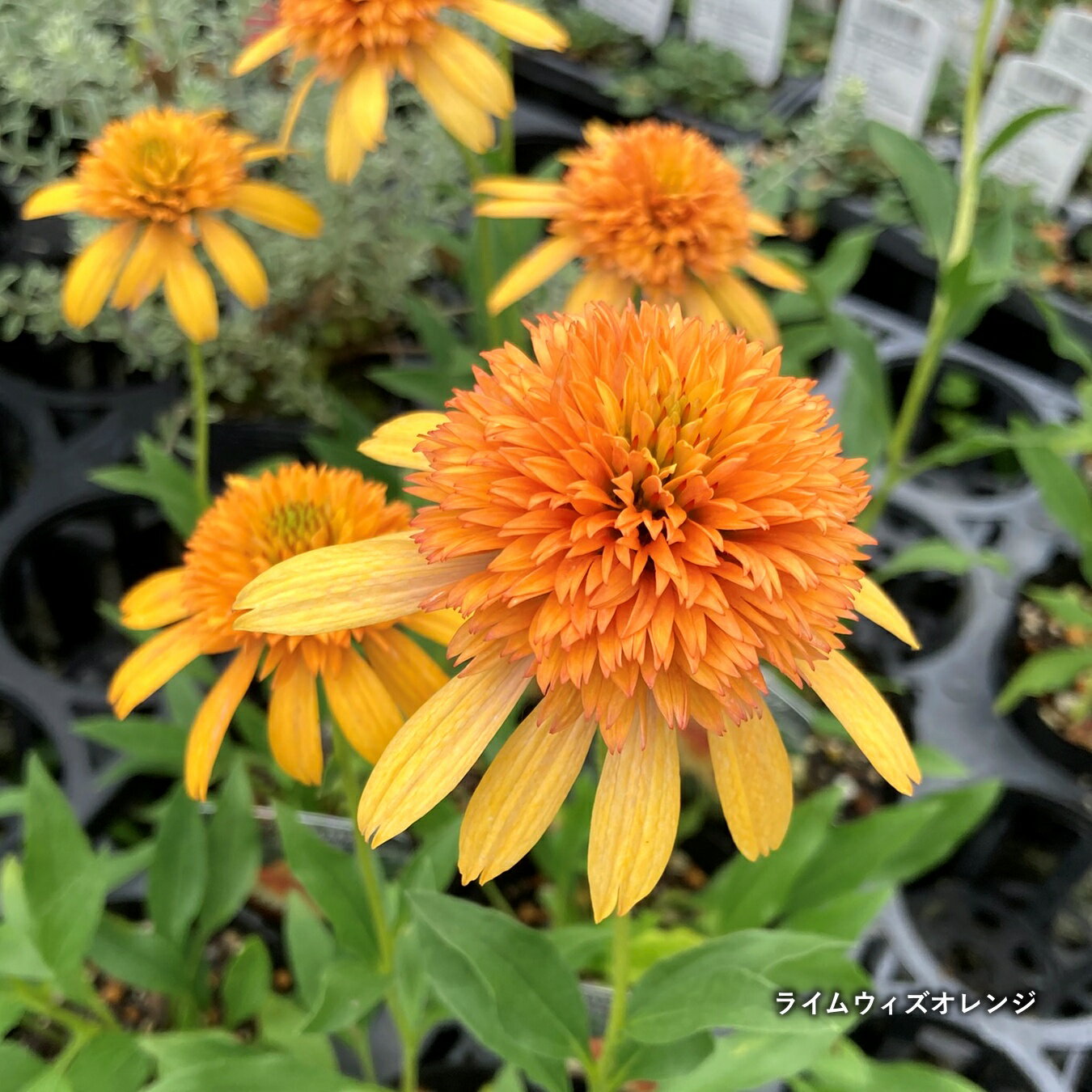 エキナセア　ライムウィズオレンジ　3.5号苗(c12)のサムネイル