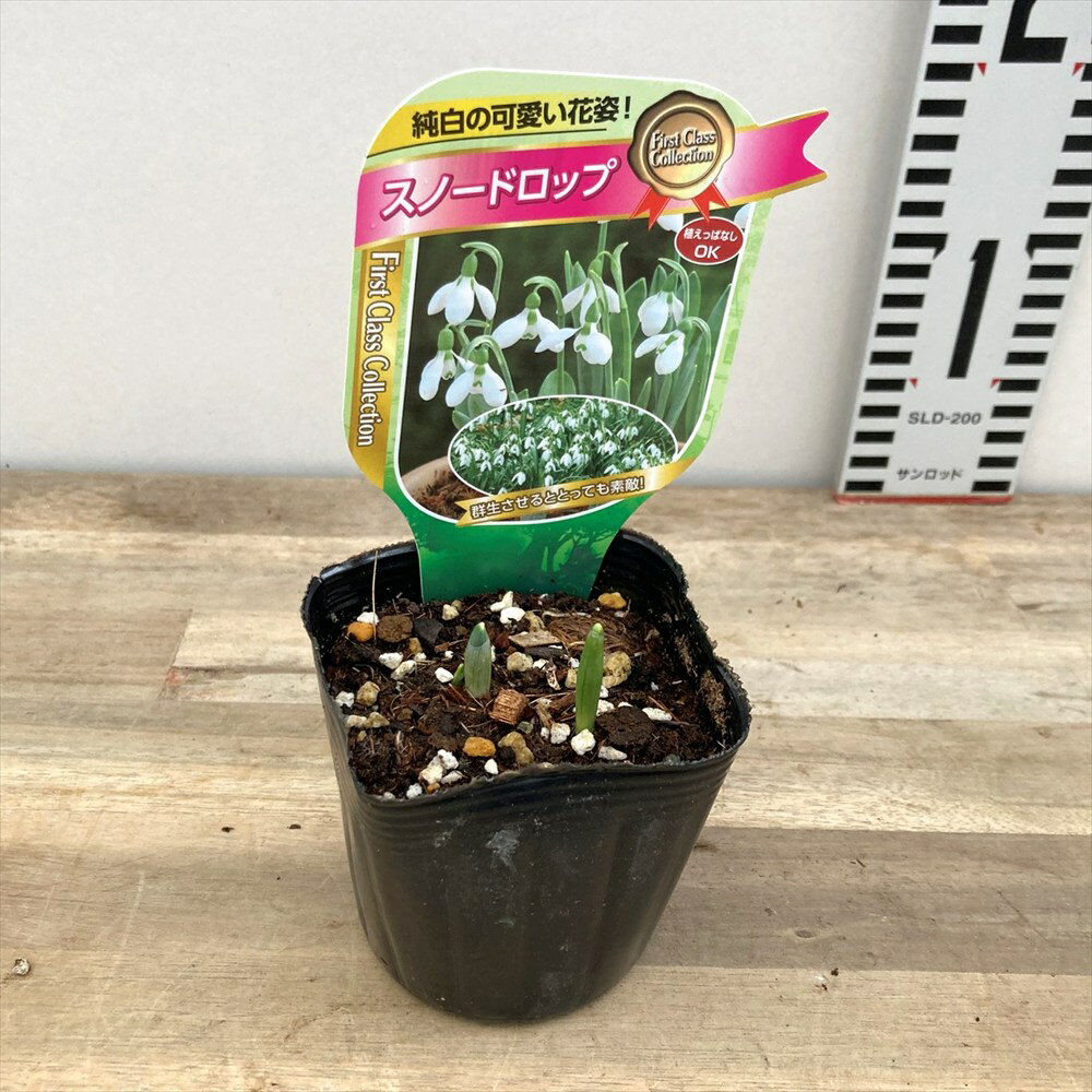 ���Ρ��ɥ��å� ��3��ݥå��ġ�2�ꤢ���