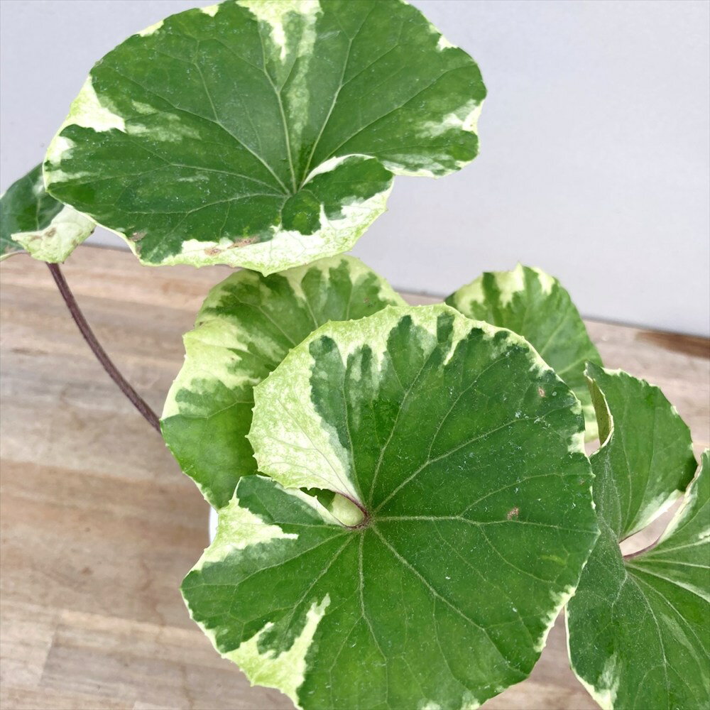 ツワブキ　銀月（ギンゲツ）4号苗のサムネイル