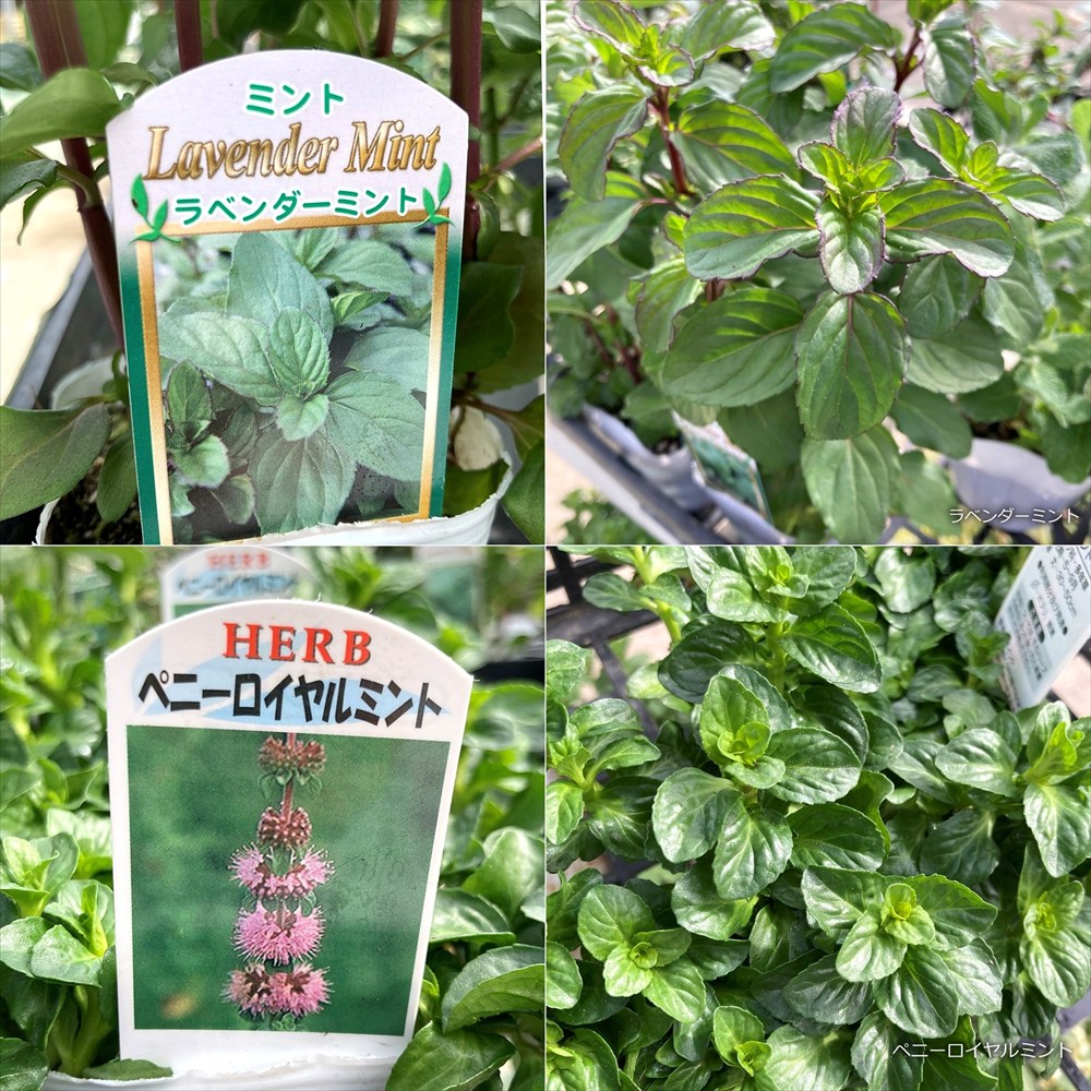 【品種で選ぶ13種】ミント　3号苗(J03-8)