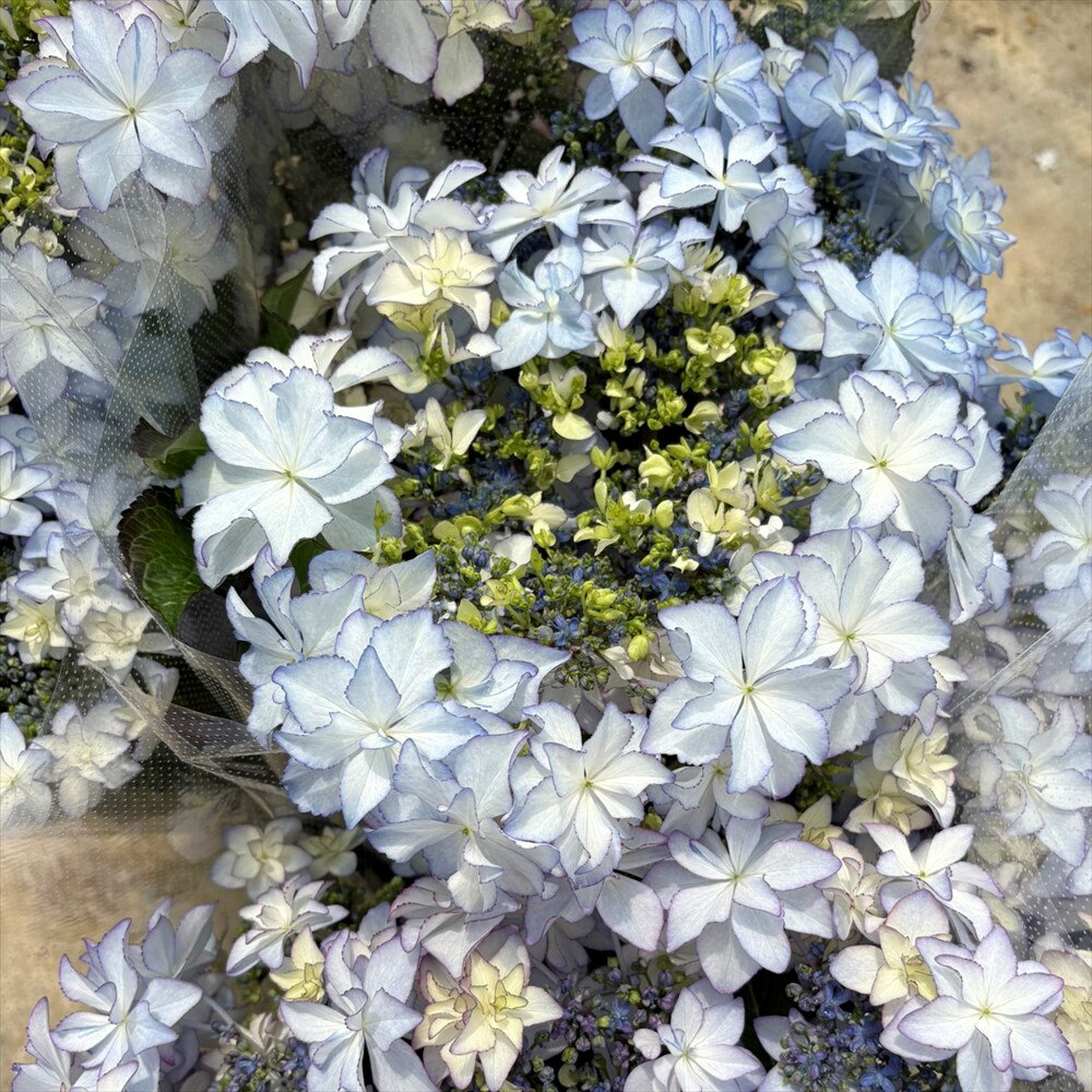 【開花株】アジサイ（紫陽花、あじさい） レイ　5号鉢植え苗【26年入荷株】